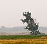 Tree Mouse Smoke Images